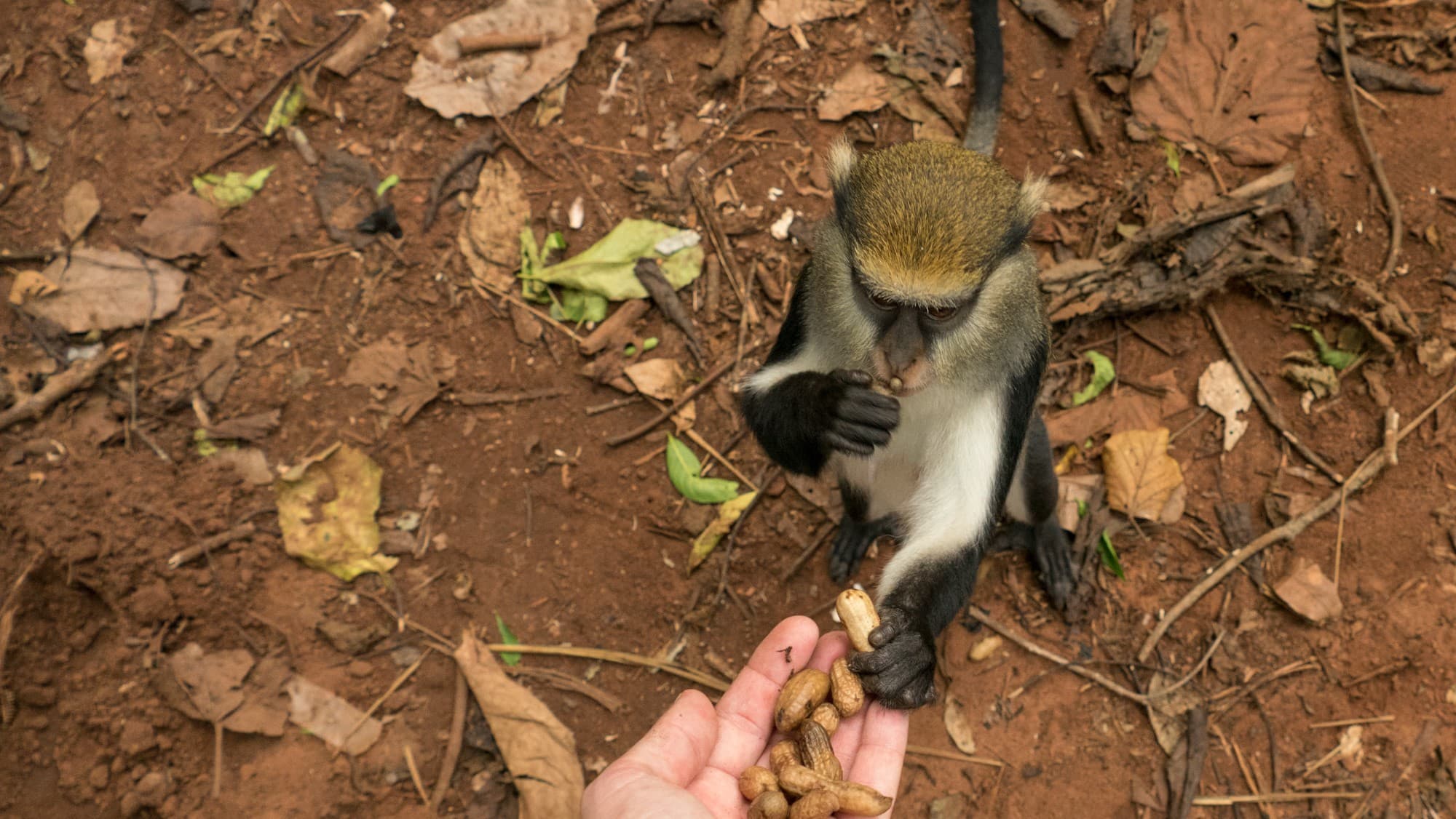 Mingling with wild life