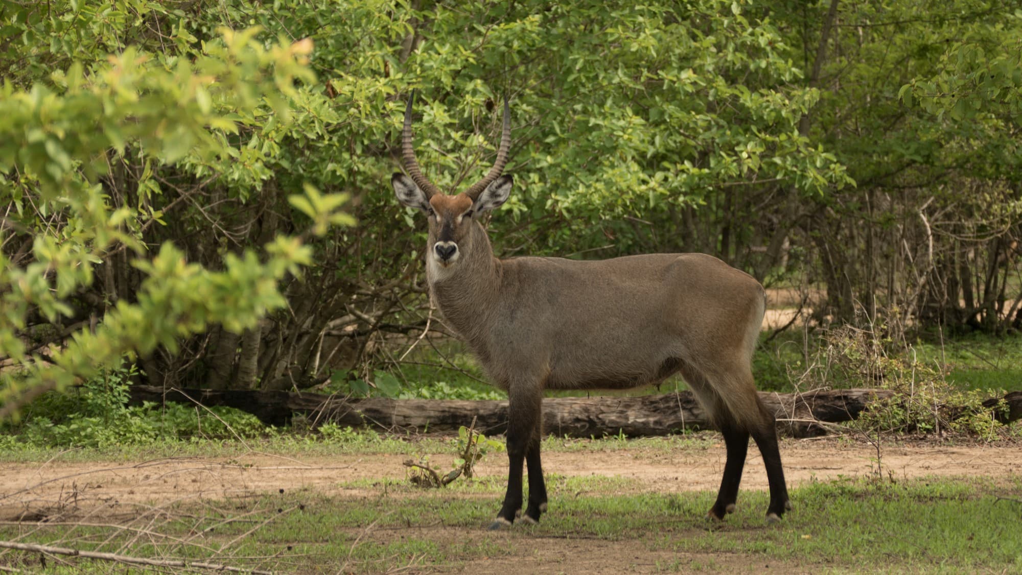 West africa animal party